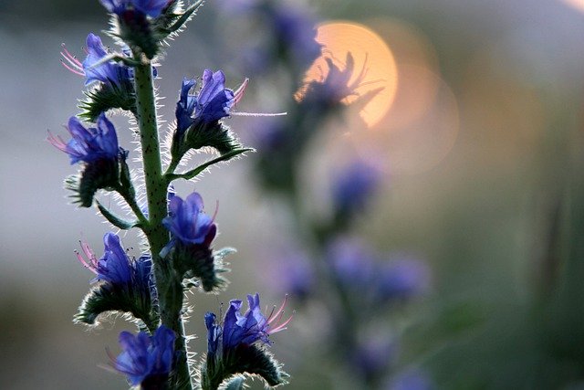 Imagen gratuita de la tarde de la pradera de flores silvestres de la planta - para ser editada por el editor de imágenes gratuito de GIMP por OffiDocs