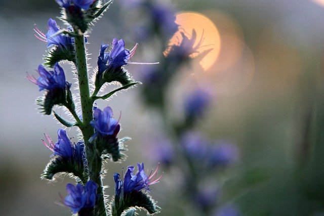 ดาวน์โหลดฟรี Plant Wild Flower Meadow Evening - ภาพถ่ายหรือรูปภาพที่จะแก้ไขด้วยโปรแกรมแก้ไขรูปภาพออนไลน์ GIMP ได้ฟรี