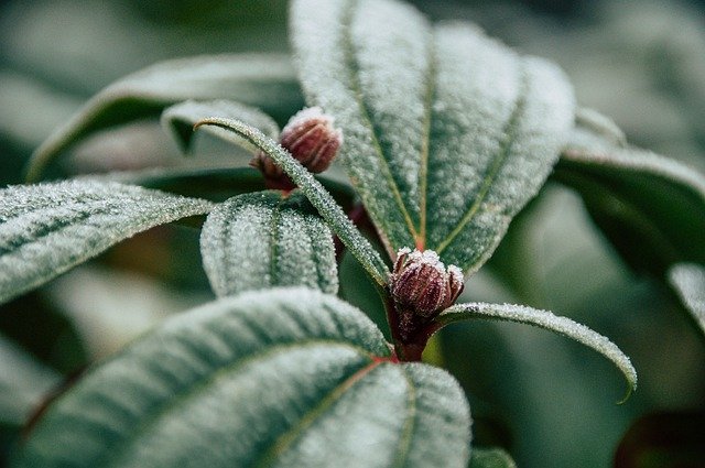 Libreng download plant winter frost dahon malamig na libreng larawan na ie-edit gamit ang GIMP na libreng online na editor ng imahe