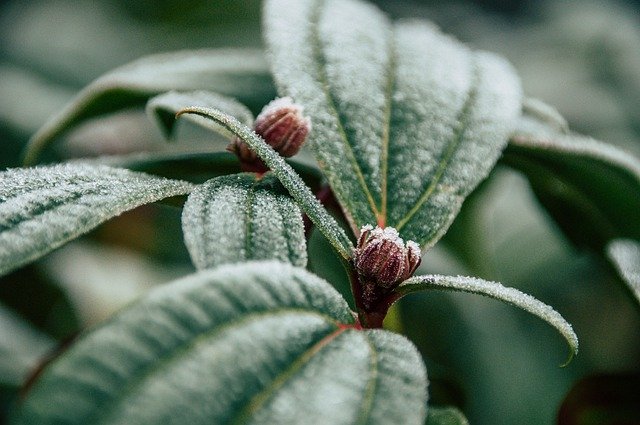 Free download plant winter frost leaves cold free picture to be edited with GIMP free online image editor