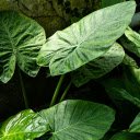Plant with Big Green Leaves  screen for extension Chrome web store in OffiDocs Chromium