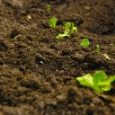 Plant young trees  screen for extension Chrome web store in OffiDocs Chromium