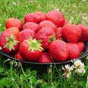 Plate of strawberries in the grass garden  screen for extension Chrome web store in OffiDocs Chromium