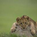Playful Lion Cubs: The Future Kings of the Savanna  screen for extension Chrome web store in OffiDocs Chromium