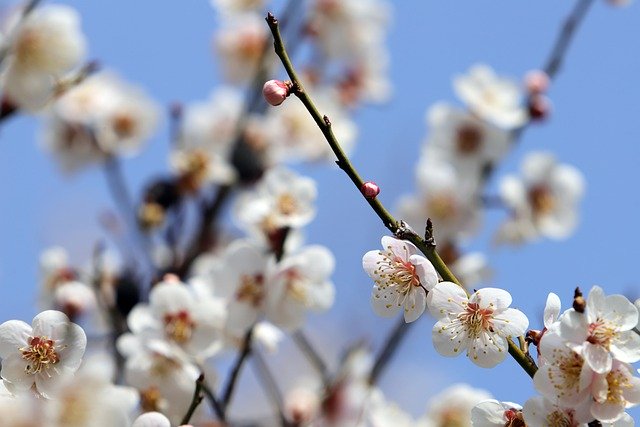 Free download plum blossoms plum flowers free picture to be edited with GIMP free online image editor