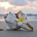 Plumeria and seashell wallpaper  screen for extension Chrome web store in OffiDocs Chromium