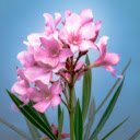 Plumeria on Sky Blue Background  screen for extension Chrome web store in OffiDocs Chromium