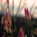 Plumes Rise, Magenta Dreams Unfold  screen for extension Chrome web store in OffiDocs Chromium