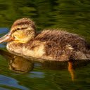 Plump Duck  screen for extension Chrome web store in OffiDocs Chromium