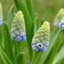 Plump flower branches  screen for extension Chrome web store in OffiDocs Chromium