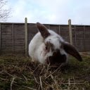 Plump white rabbit  screen for extension Chrome web store in OffiDocs Chromium