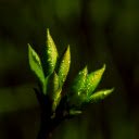 Plump young shoots  screen for extension Chrome web store in OffiDocs Chromium