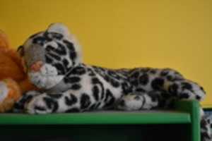 무료 다운로드 봉제 장난감 - 표범 무료 사진 또는 김프 온라인 이미지 편집기로 편집할 사진