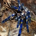 Poecilotheria Metallica  screen for extension Chrome web store in OffiDocs Chromium