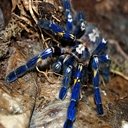 Ecran Poecilotheria Metallica pentru extensia magazinului web Chrome în OffiDocs Chromium