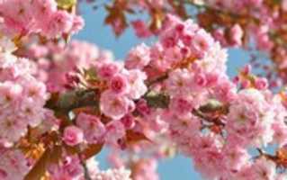 Free download Poeme free photo or picture to be edited with GIMP online image editor