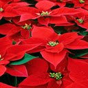 Poinsettia wallpaper  screen for extension Chrome web store in OffiDocs Chromium