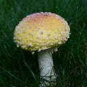 Poisonous Mushroom in Early Grass  screen for extension Chrome web store in OffiDocs Chromium