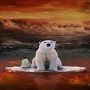 Polar bear and penguin wallpaper  screen for extension Chrome web store in OffiDocs Chromium