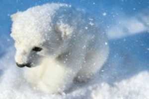 Free download Polar Bear Pictures free photo or picture to be edited with GIMP online image editor