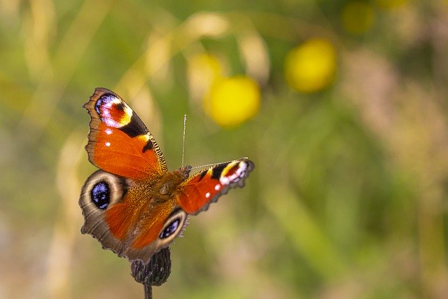 Descargue gratis la imagen gratuita de mariposa de polinización para editar con el editor de imágenes en línea gratuito GIMP