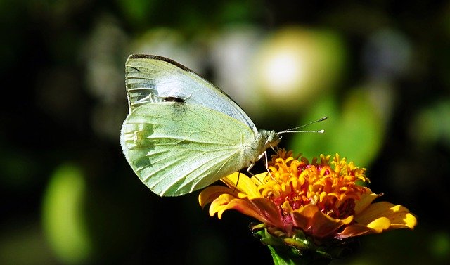 Faça o download gratuito da foto livre de insetos de flores de borboleta de polinização para ser editada com o editor de imagens on-line gratuito do GIMP