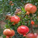 Pomegranate branch wallpaper  screen for extension Chrome web store in OffiDocs Chromium