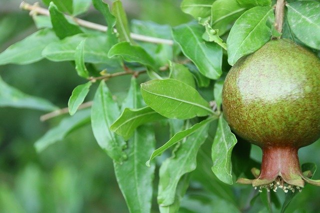 Free download pomegranate fruit tropics exotic free picture to be edited with GIMP free online image editor