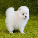 Pomeranian Wallpaper  screen for extension Chrome web store in OffiDocs Chromium