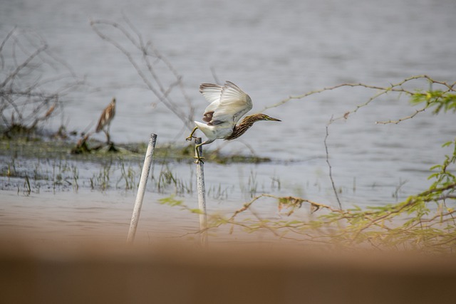 Free download pond heron bird water kolleru free picture to be edited with GIMP free online image editor