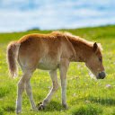 Pony  screen for extension Chrome web store in OffiDocs Chromium