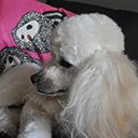 Poodle Purple  screen for extension Chrome web store in OffiDocs Chromium