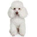 Poodle Theme  screen for extension Chrome web store in OffiDocs Chromium