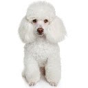 ໜ້າຈໍ Poodle Theme ສໍາລັບສ່ວນຂະຫຍາຍ Chrome web store ໃນ OffiDocs Chromium