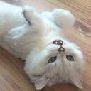 Popcat Bot  screen for extension Chrome web store in OffiDocs Chromium