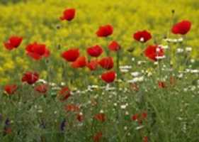 Free download poppies-2317051_1920 free photo or picture to be edited with GIMP online image editor