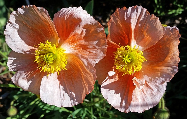 Free download Poppies Flowers Garden free photo template to be edited with GIMP online image editor