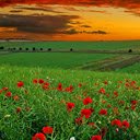 Poppy Field Dreams  screen for extension Chrome web store in OffiDocs Chromium