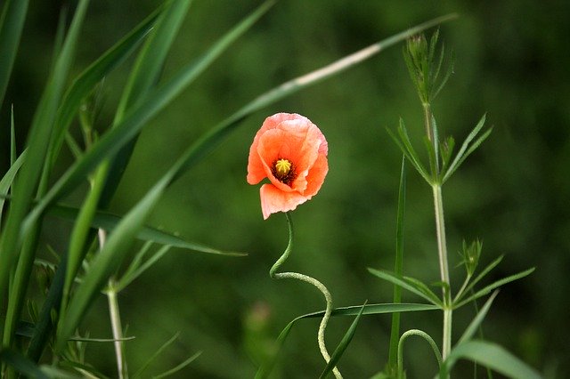 دانلود رایگان Poppy Field Red - عکس یا تصویر رایگان برای ویرایش با ویرایشگر تصویر آنلاین GIMP