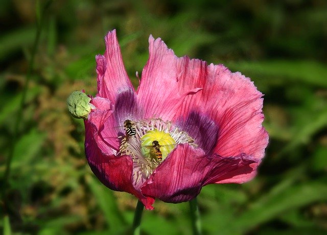 Free download poppy flower plant bloom petal free picture to be edited with GIMP free online image editor