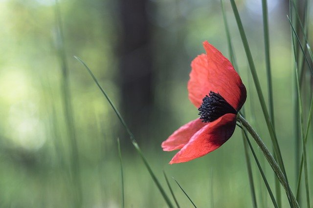 Free download poppy flower red poppy red flower free picture to be edited with GIMP free online image editor