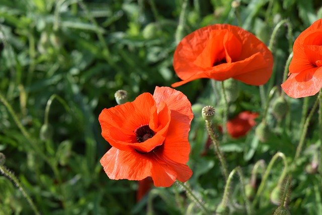 Free download poppy flowers flower buds free picture to be edited with GIMP free online image editor