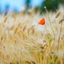 Poppy in Barley Field  screen for extension Chrome web store in OffiDocs Chromium
