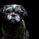 Portrait of a Cute Little Dog  screen for extension Chrome web store in OffiDocs Chromium