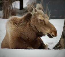Free download Portrait of a Moose in Minnesota free photo or picture to be edited with GIMP online image editor