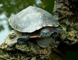 Free download Portrait of a Mother Turtle free photo or picture to be edited with GIMP online image editor