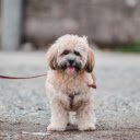 Portrait of Lhassa Apso Dog on Street  screen for extension Chrome web store in OffiDocs Chromium