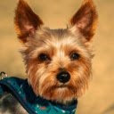 Portrait of Yorkshire Terrier  screen for extension Chrome web store in OffiDocs Chromium