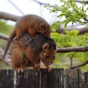Possum  screen for extension Chrome web store in OffiDocs Chromium