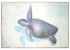 Free download PostCard Loggerhead Sea Turtle free photo or picture to be edited with GIMP online image editor
